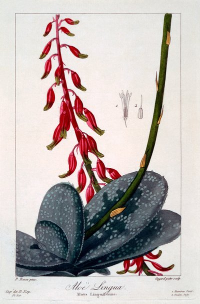 Aloe Lingua, 1836 by Pancrace Bessa
